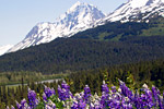 Alaska Princess Cruises